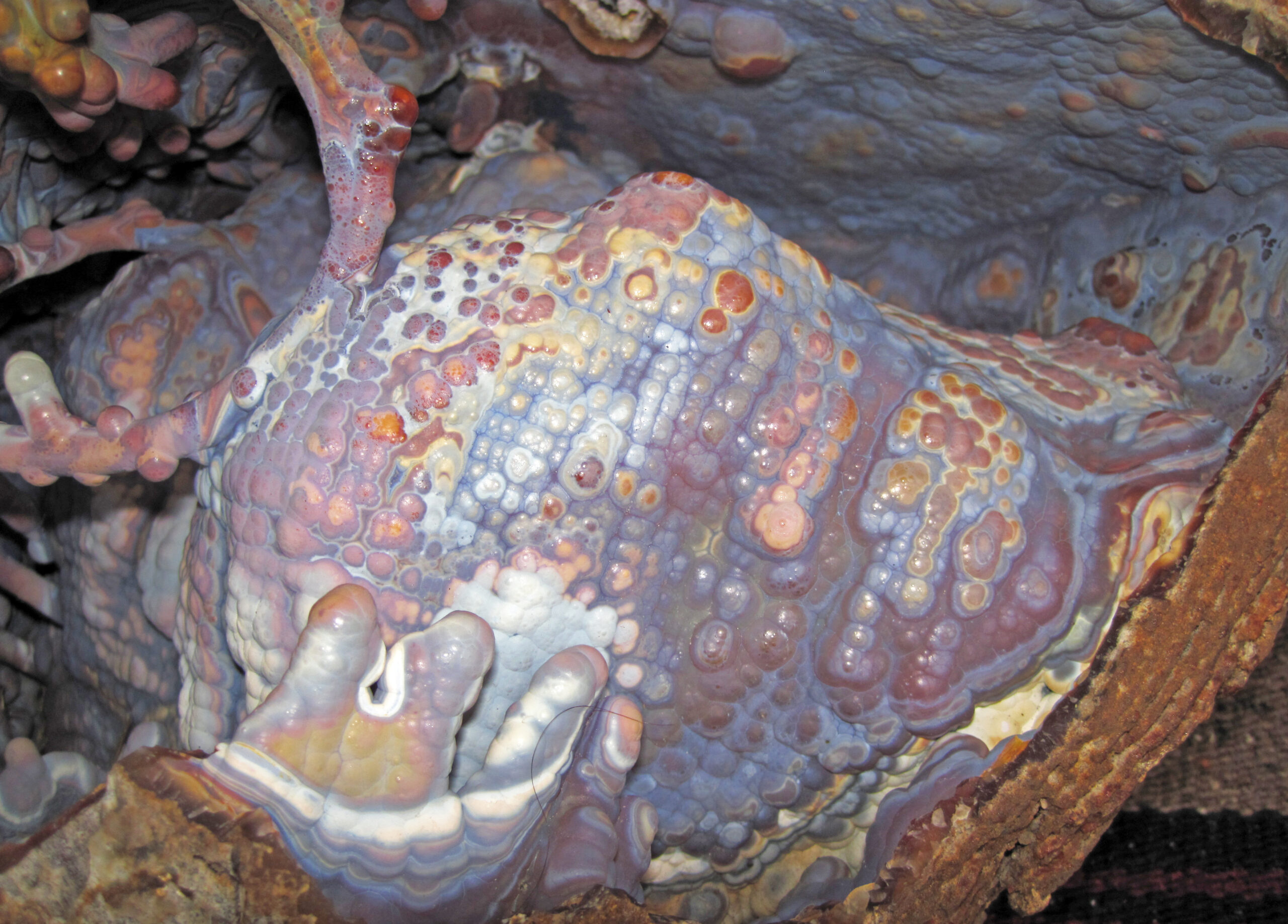 Agatized material, evoking Florida's agatized coral
