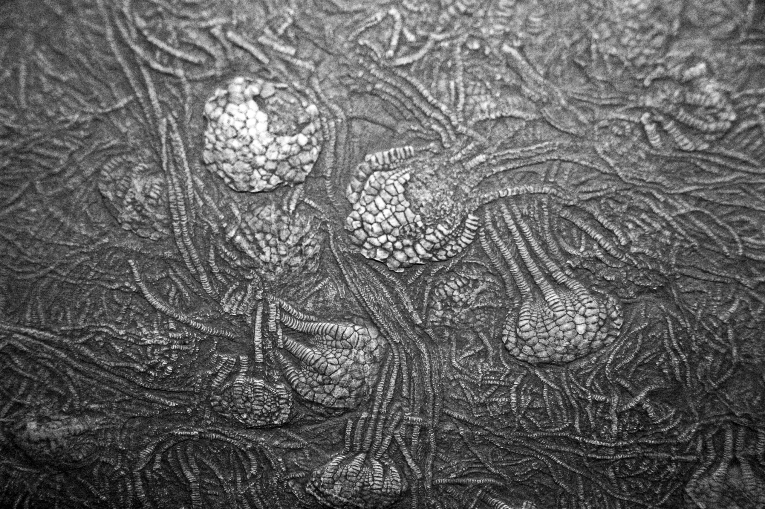 Fossil, evoking Kansas's rich fossil record