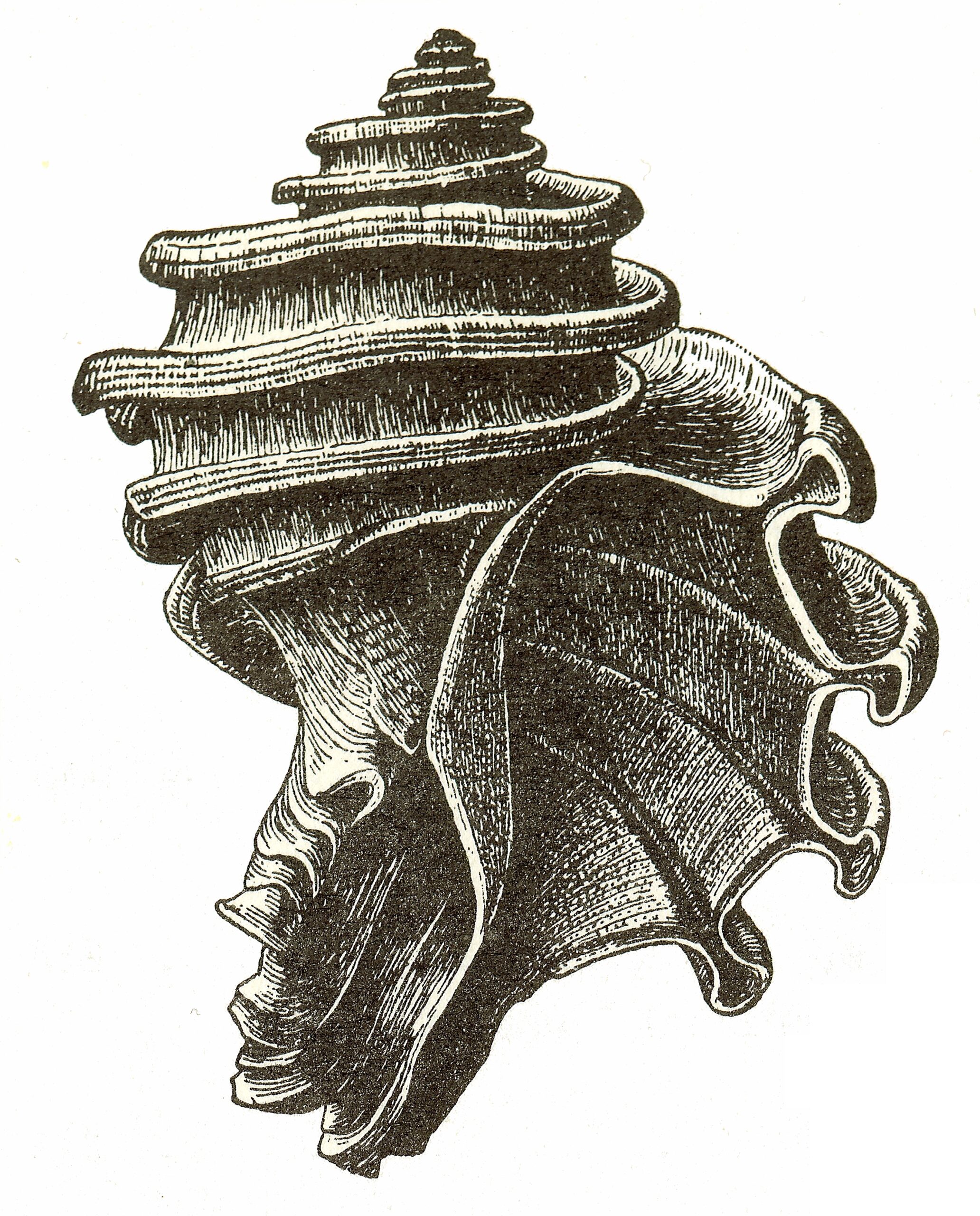 Ecphora gardnerae, the Maryland state fossil