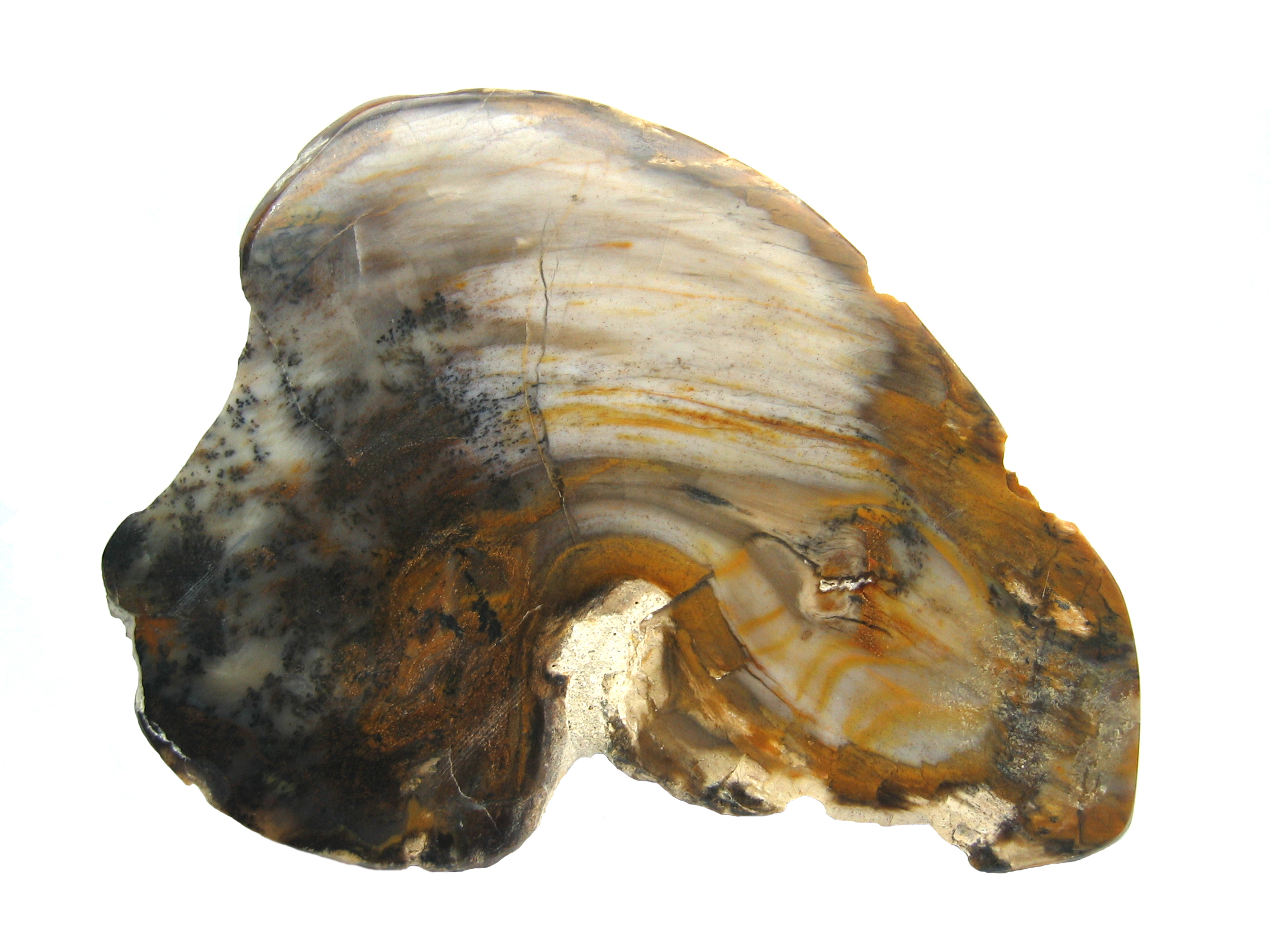 Petrified wood, abundant in Mississippi