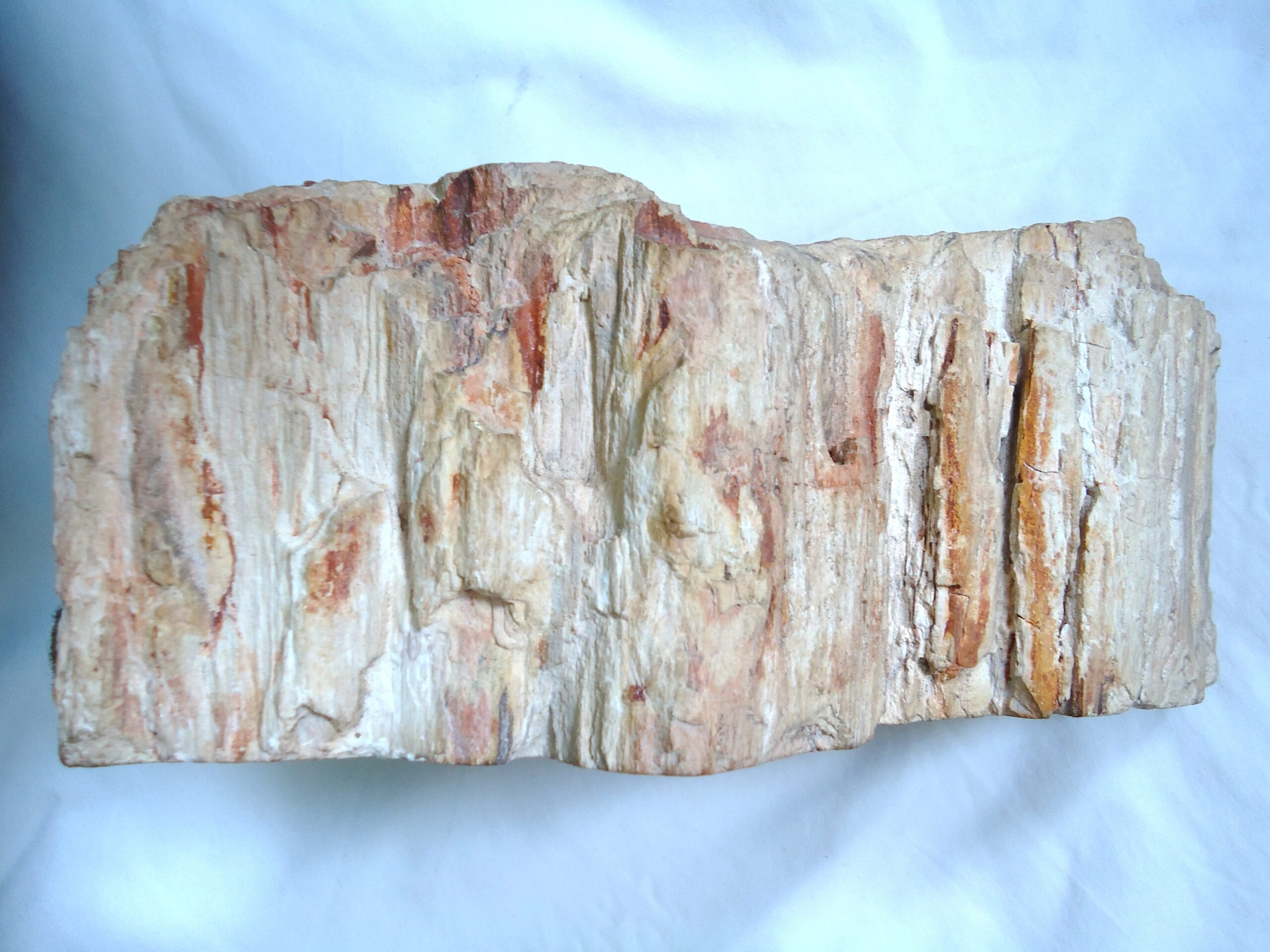 Petrified wood, common across the Wyoming high desert