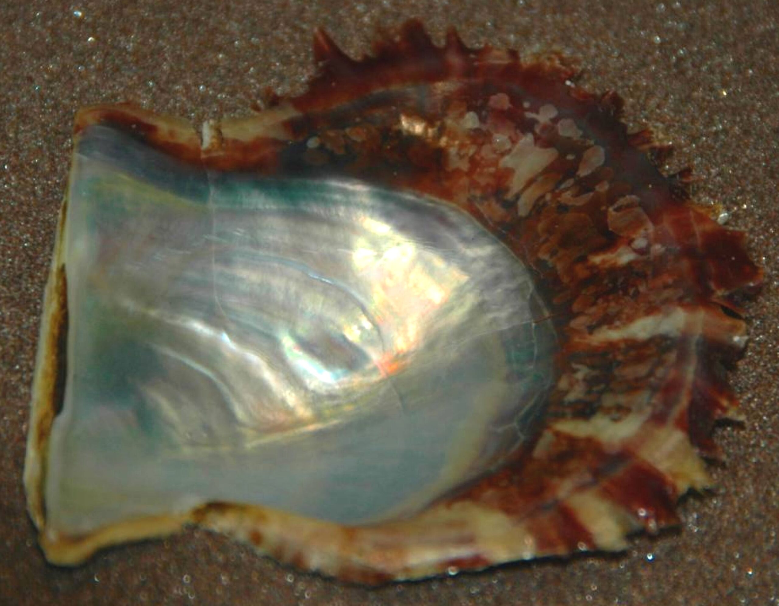 Freshwater pearl in an oyster shell, evoking the Tennessee River pearl