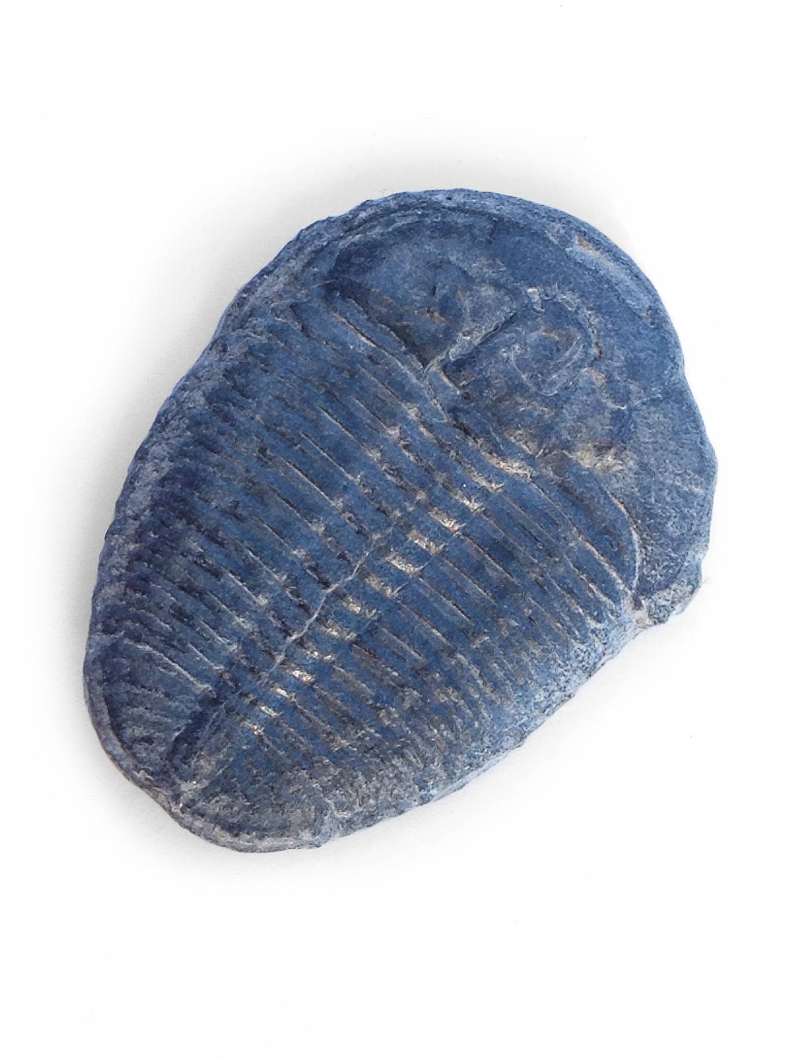 Trilobite, like Pennsylvania's Devonian specimens