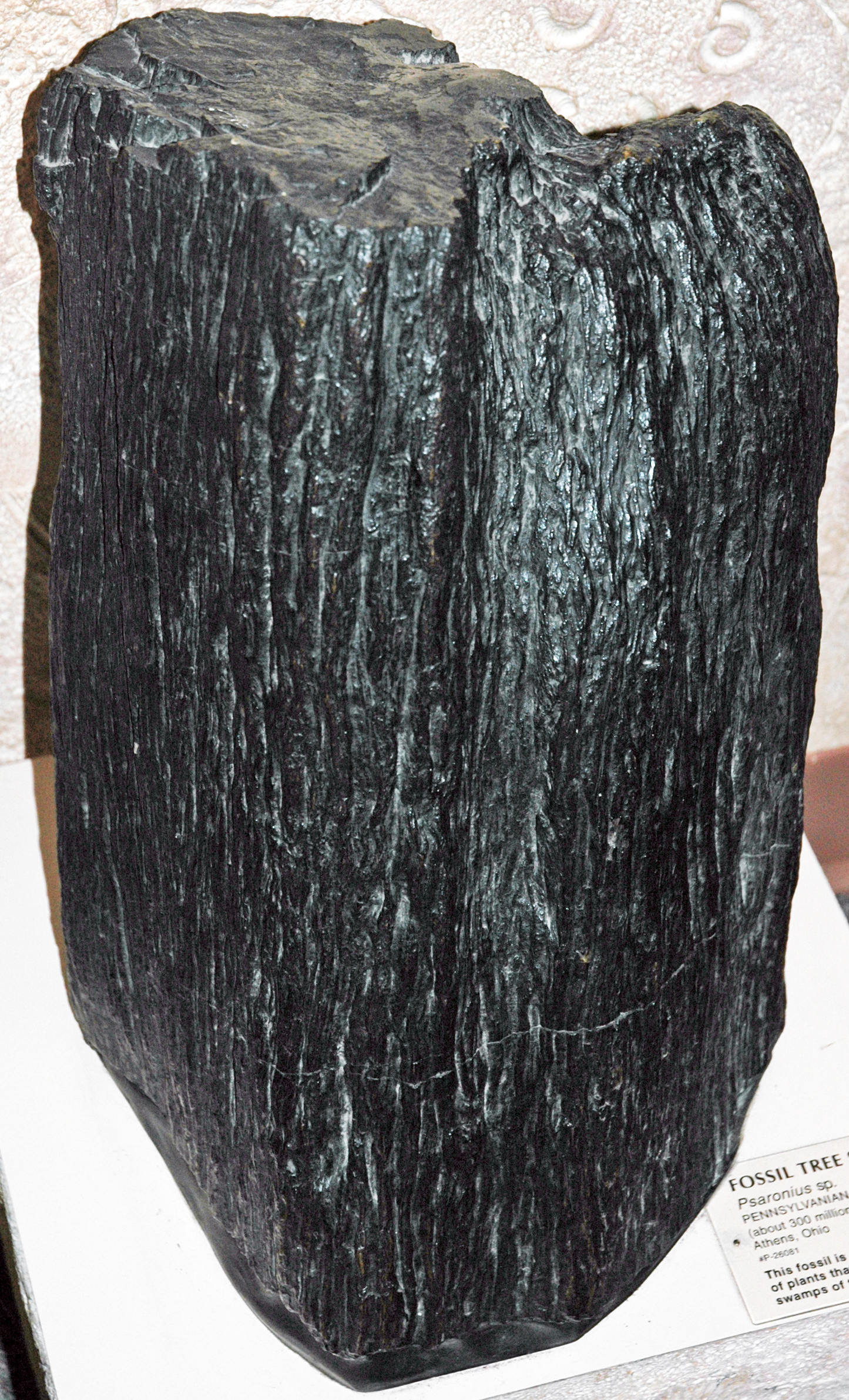 Fossil tree fern from the Appalachian coal measures