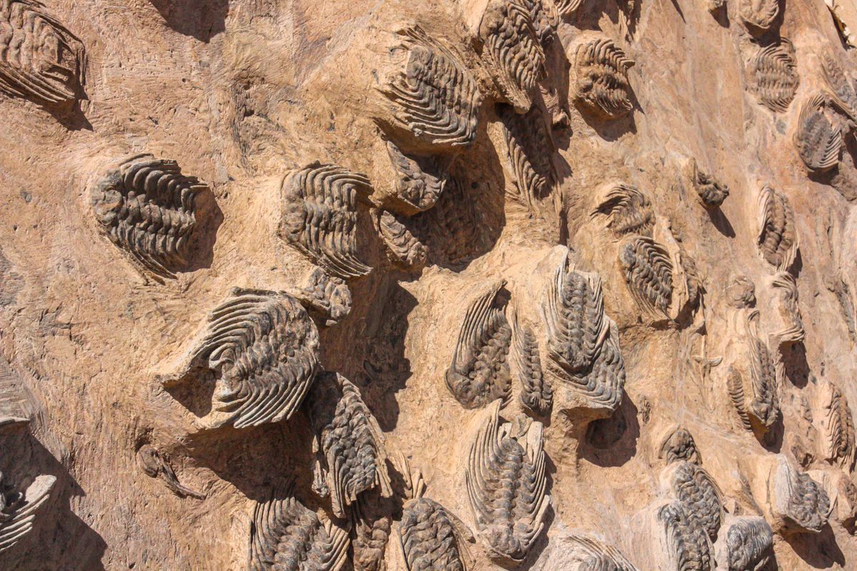 Close-up of Elrathia kingii trilobite fossils in Wheeler Shale, like those found at U-Dig near Delta, Utah