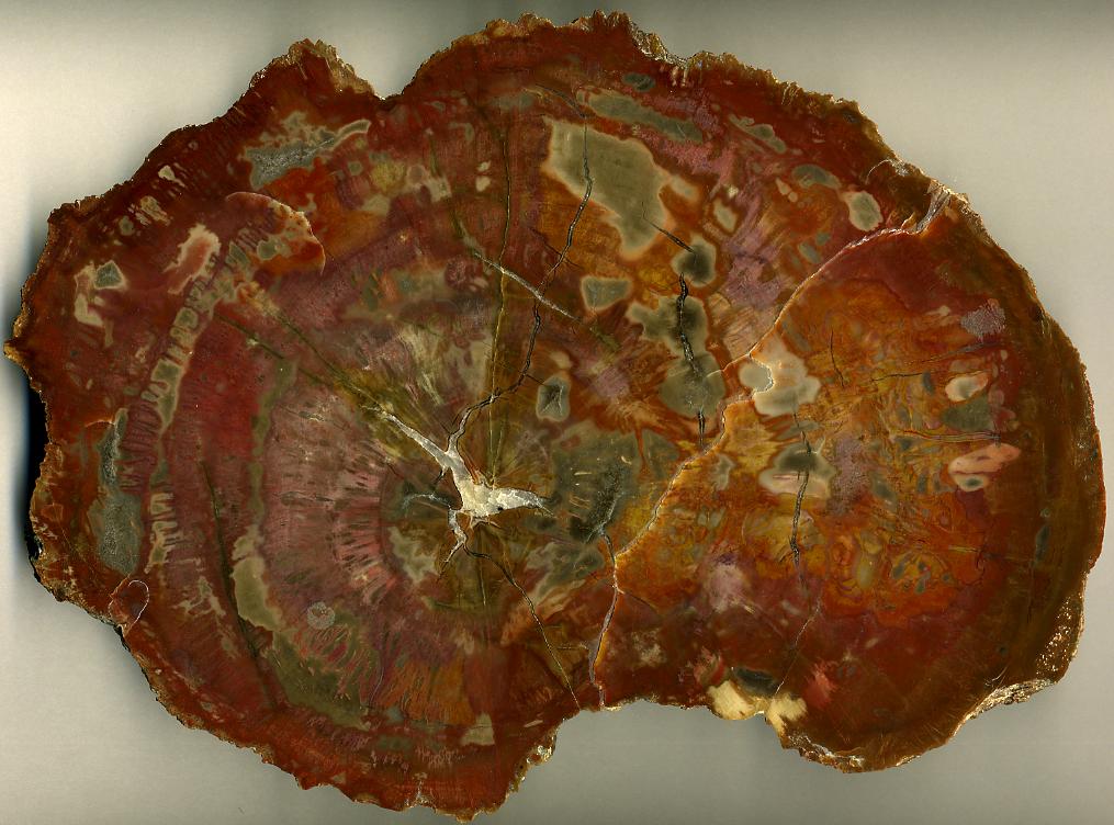 Cut and polished slice of petrified wood showing concentric growth rings preserved in quartz