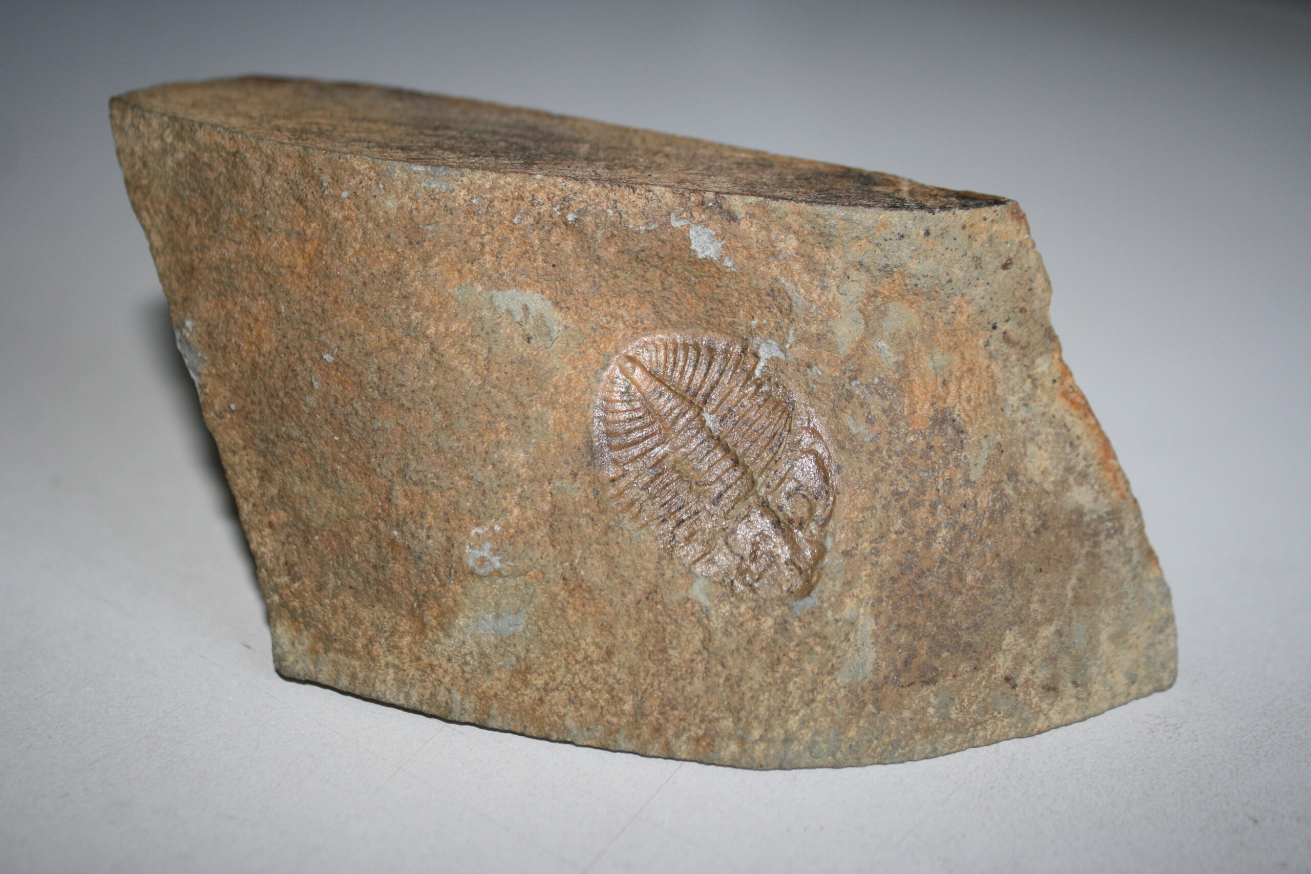 Segmented trilobite fossil embedded in grey rock matrix, showing the raised exoskeleton texture that distinguishes a fossil from a plain rock